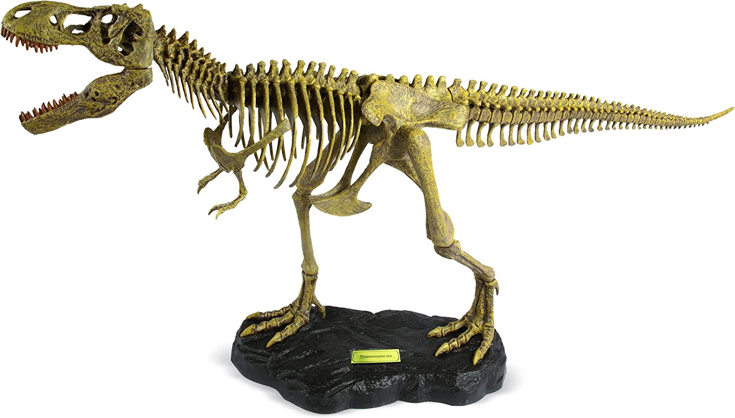 DR. STEVE HUNTERS T. REX REPLICA SKELETON 91082 - Image 2