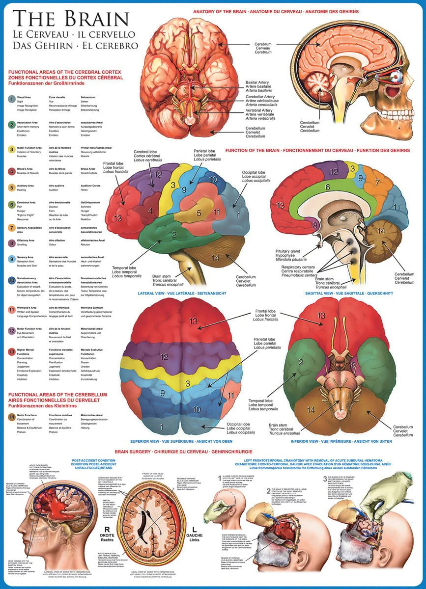 Eurographics Puzzle 1000-Pcs The Brain 6000-0256 - Image 2